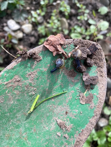 Die kleinen Wunder der Natur.