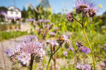 Bzz, bzz bzz : les abeilles s’activent.
