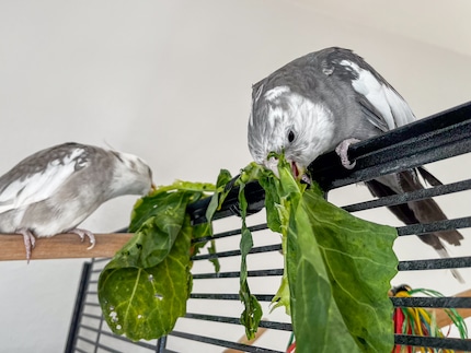 Rio und Cookie essen Grünzeug – mit Abstand, weil es sonst Streit gibt.