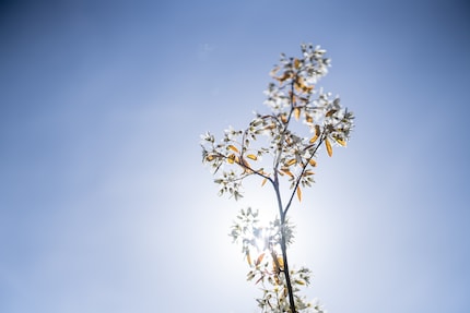 Même en contre-jour direct, le contraste est préservé et les reflets de l'objectif sont très bien contrôlés. Le vignettage est prononcé à pleine ouverture, mais pourrait être facilement corrigé