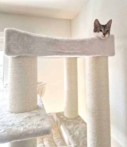 Dieser kleine, freche Kopf schaut gerne von ganz oben auf uns herunter.