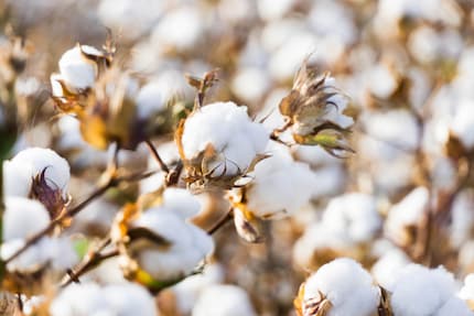 La maggior parte degli assorbenti interni è realizzata in viscosa o cotone. Le sostanze nocive possono entrare nel prodotto attraverso la coltivazione delle piante.