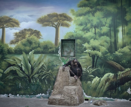 Le décor peint de cet enclos de chimpanzés à Shanghai est joli, mais ne sert que d’illusion rassurante aux visiteurs humains.