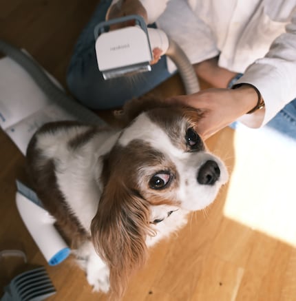 A Polly piace essere pettinata e si lascia fare tranquillamente.