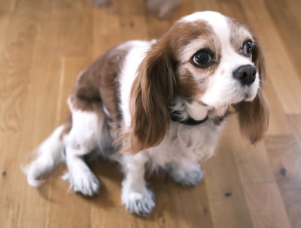 «Come sto?» – Polly con il pelo accorciato sulle zampine.