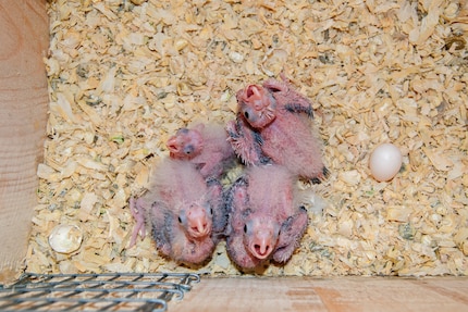 Nymphensittich-Küken in ihrer Nistbox: Die Kleinen machen viel Arbeit.