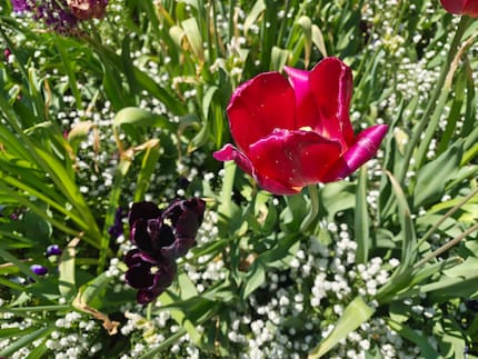 Colourful spring with bokeh