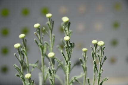 Even the buds on Santolina or cotton lavender are pretty.