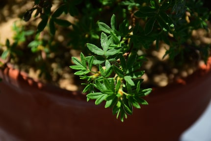 Give them a count. There should be five leaves per branch.