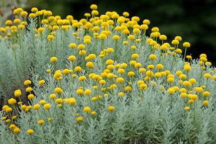 Ma i fiori hanno un aspetto magnifico.