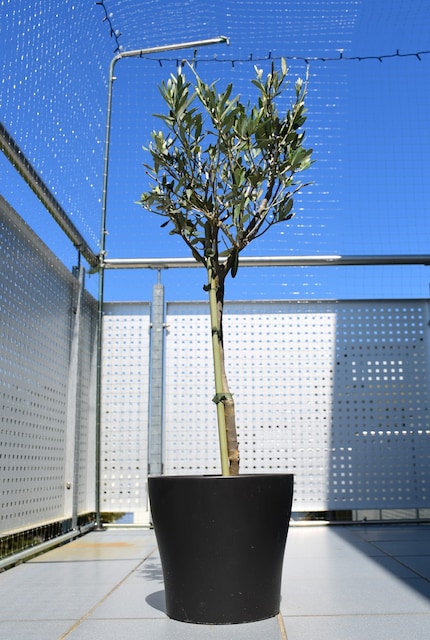 I look back up at this beauty – the olive tree – with leaves.