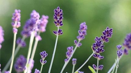 Only true lavender is hardy.