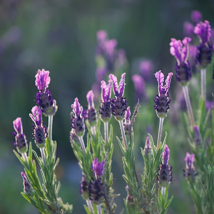 Butterfly lavender isn’t hardy.