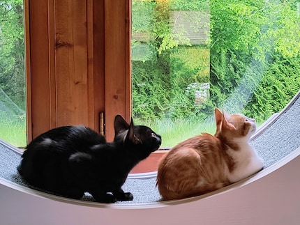 Balu (links) und seine Schwester Bonnie sind bei uns eingezogen.