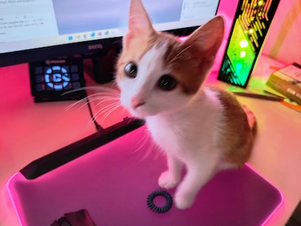 Bonnie hat eine Obsession mit Haargummis. Leider ist das Bild etwas unscharf. Wenn Bonnie nicht schläft, hält sie kaum mal eine Sekunde still – ich muss schnell sein.