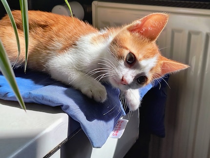Ich habe kein Bild, in dem ich über Katzen stolpere. Deswegen ein Foto von der lieben Bonnie.