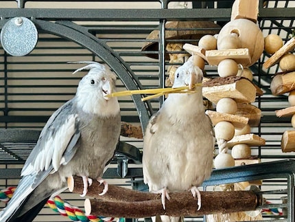 Ich brauche keinen Hund. Rio und Cookie können auch Stöckchen holen.