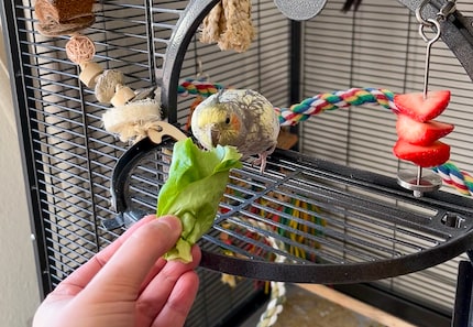 Pebbles liebt Salat besonders.