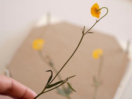 Das leuchtende Gelb des Hahnenfuss hat die Blumenpresse überstanden.