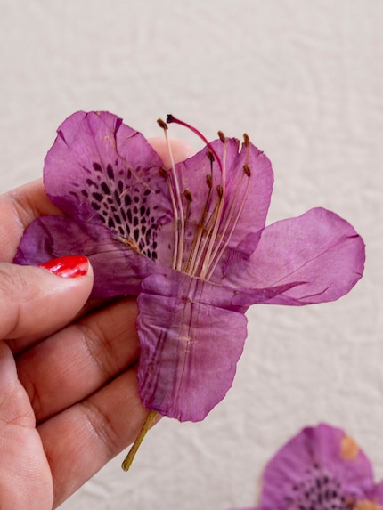 Gepresst zeigt die Blume eine ganz andere, aber ebenso schöne Seite.