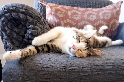 Sind Katzen tatsächlich meist Linksschläfer? Und warum? Das wollen die Forschenden herausfinden.