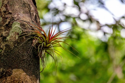 Eine Tillandsie auf einem Baum: die typische Aufsitzerpflanze.