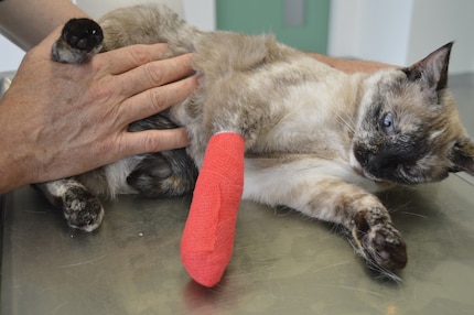 Bevor die Tierärztin oder der Tierarzt einen professionellen Verband anlegt, sollten Haustierhaltende die Verletzung zu Hause reinigen und notdürftig verbinden.