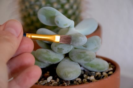 An diesem Pachyphytum oviferum sieht man wunderbar, wie fleissig ich (nicht) abstaube.