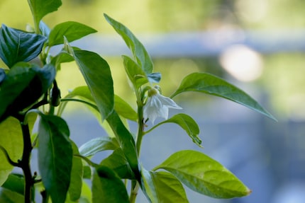 Nicht gerade ein Blütenmeer: Meine Chili-Pflanzen blühten spärlich.