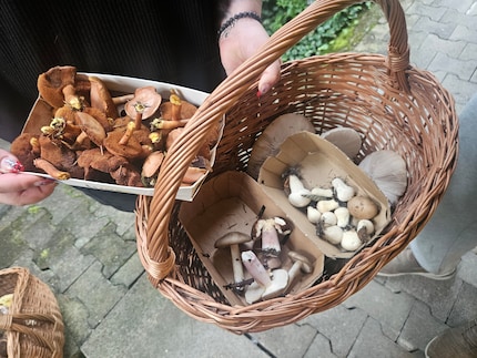 Das hat eine Sammlerin am selben Tag wie wir gefunden. Zwar mehr Exemplare, dafür keine Steinpilze, wie ich nicht ganz ohne Genugtuung zur Kenntnis nehme.