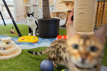 Teto (vorne) und Hugo (hinten) sind im Aristotel Freunde geworden.