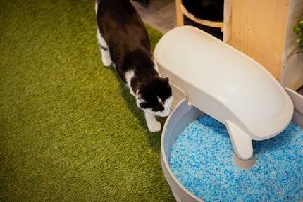 Der Hotelpool? Nein, eine selbstreinigende Katzentoilette mit Silikatstreu.