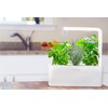 Click and Grow Smart Herb Garden (12 cm)