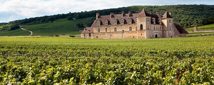 Weingut in Burgund: Bekannt für gute Weine aus Pinot Noir-Trauben.