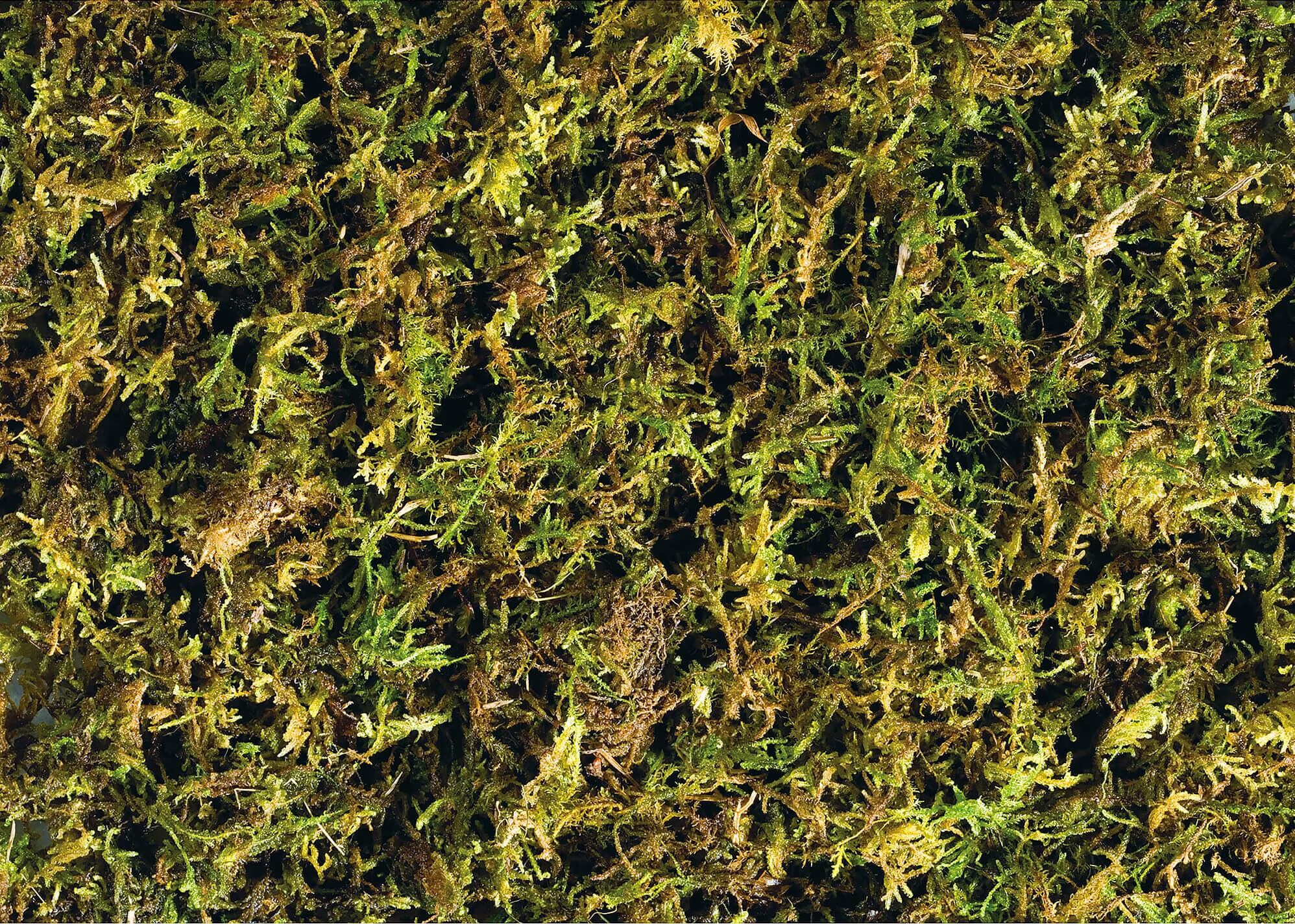 Kit de décoration liane de mousse flexible Exo Terra