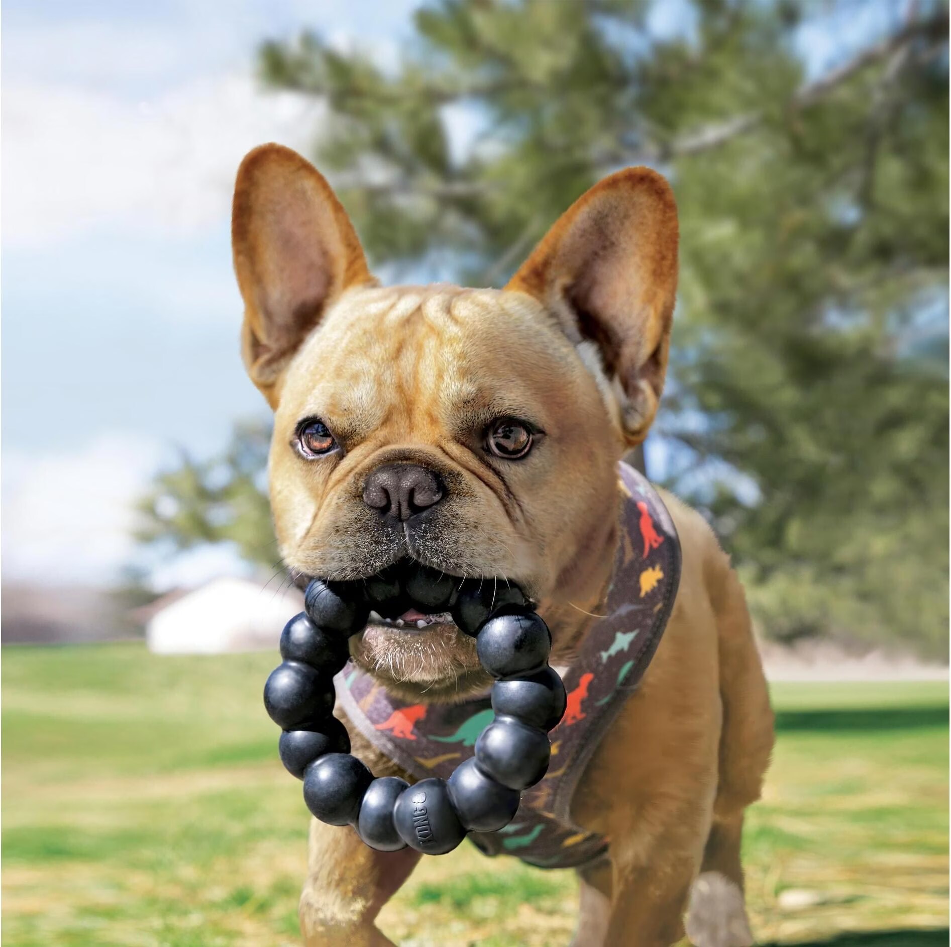 KONG Extreme Ring (Apporter), Jouets pour chien