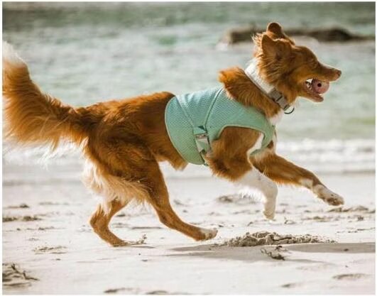 Hurtta Cooling Wrap aquamarine (S, Manteau pour chien), Vtements pour chien