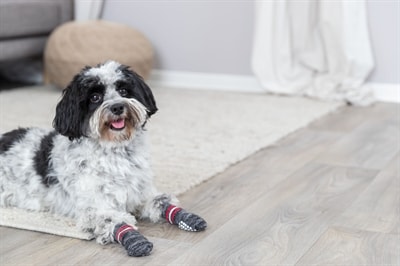 Trixie dog socks on sale