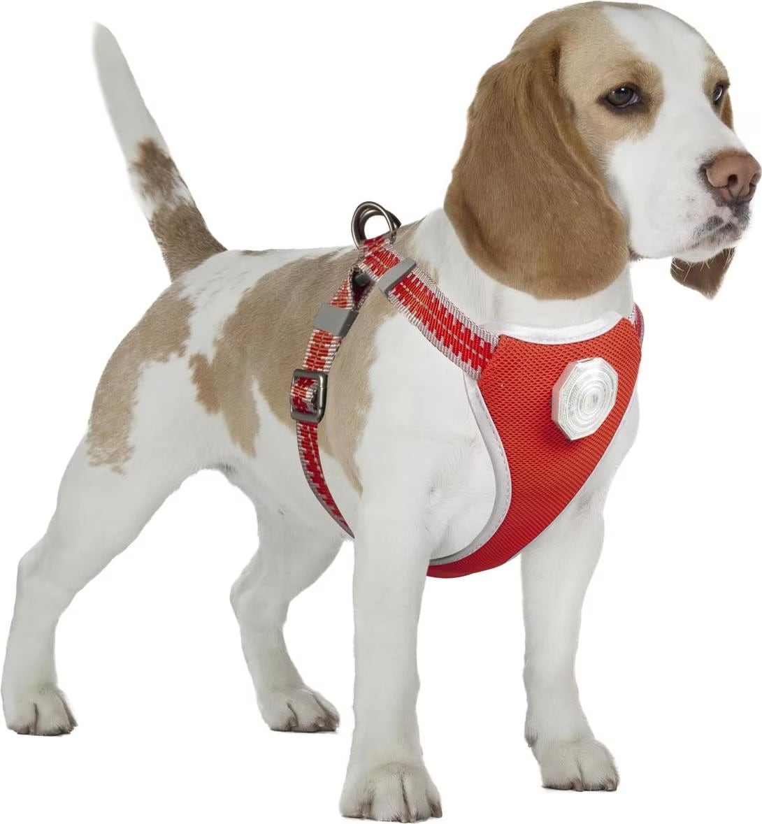 Meilleurs prix pour EBI Duvo+ Flashlight harnais avec laisse M (Chien), Collier + laisse