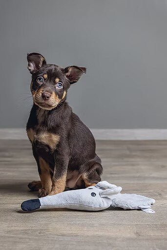 Beeztees Jouet pour chien Flatino (Jouets en peluche), Jouets pour chien