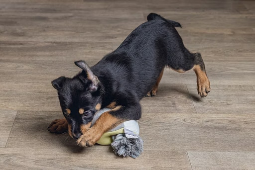 Beeztees Kubi (Jouets pour chiens), Jouets pour chien