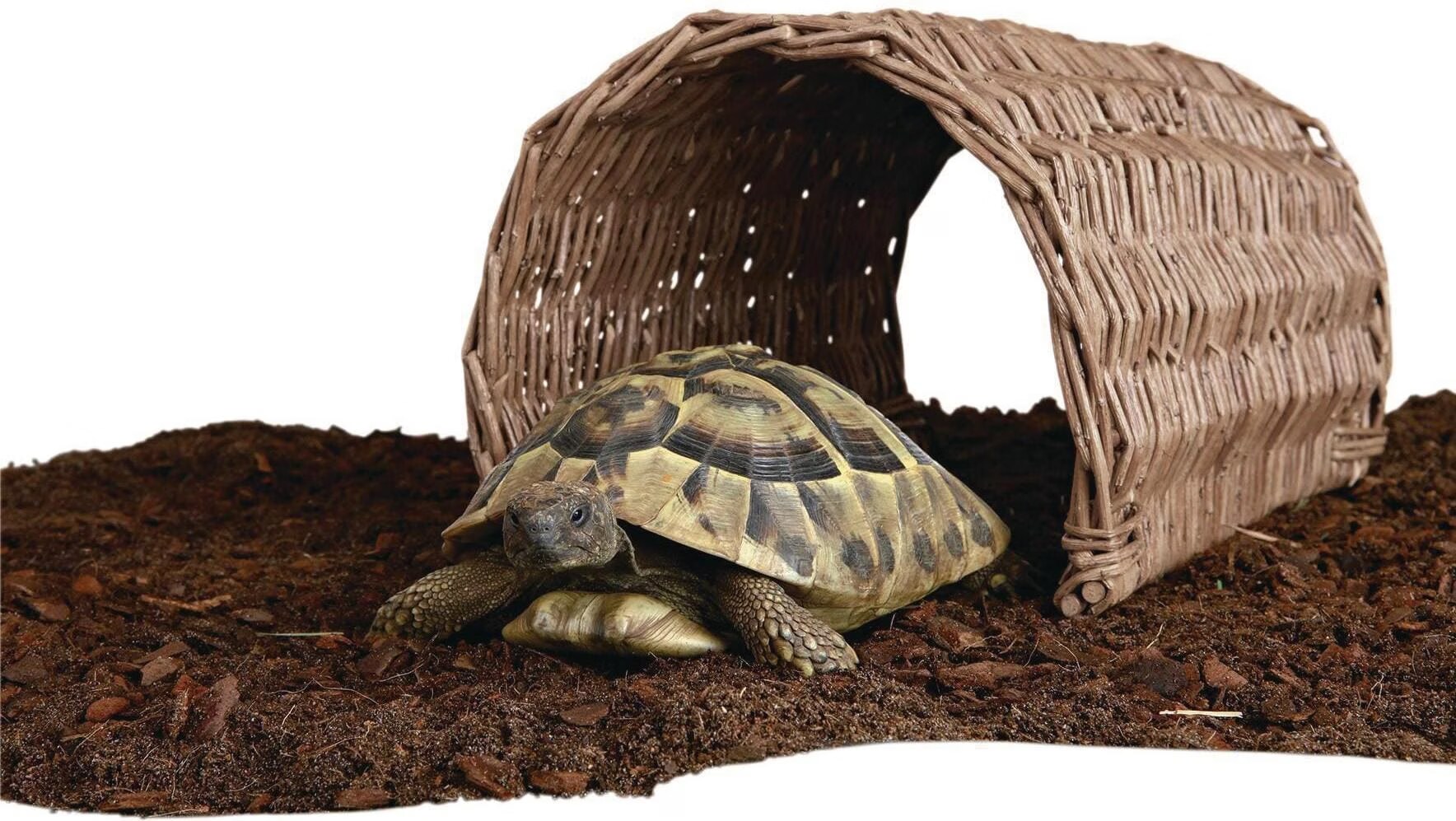 Pont En Osier - Mon Animalerie