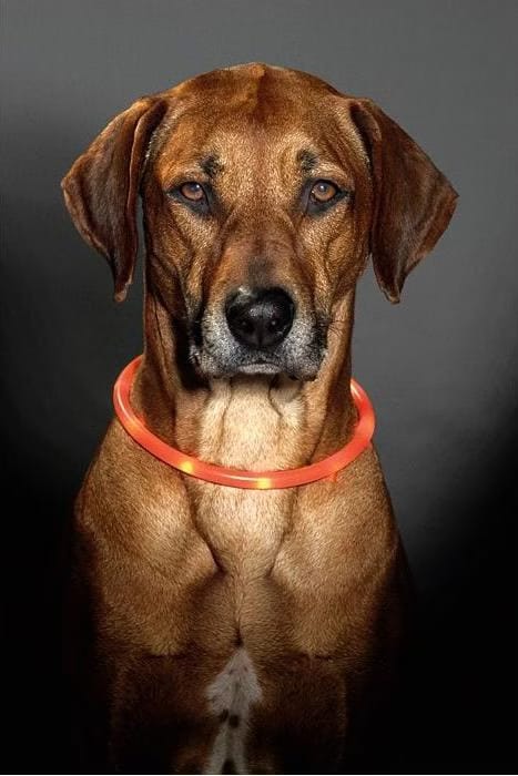 Collier led rechargeable