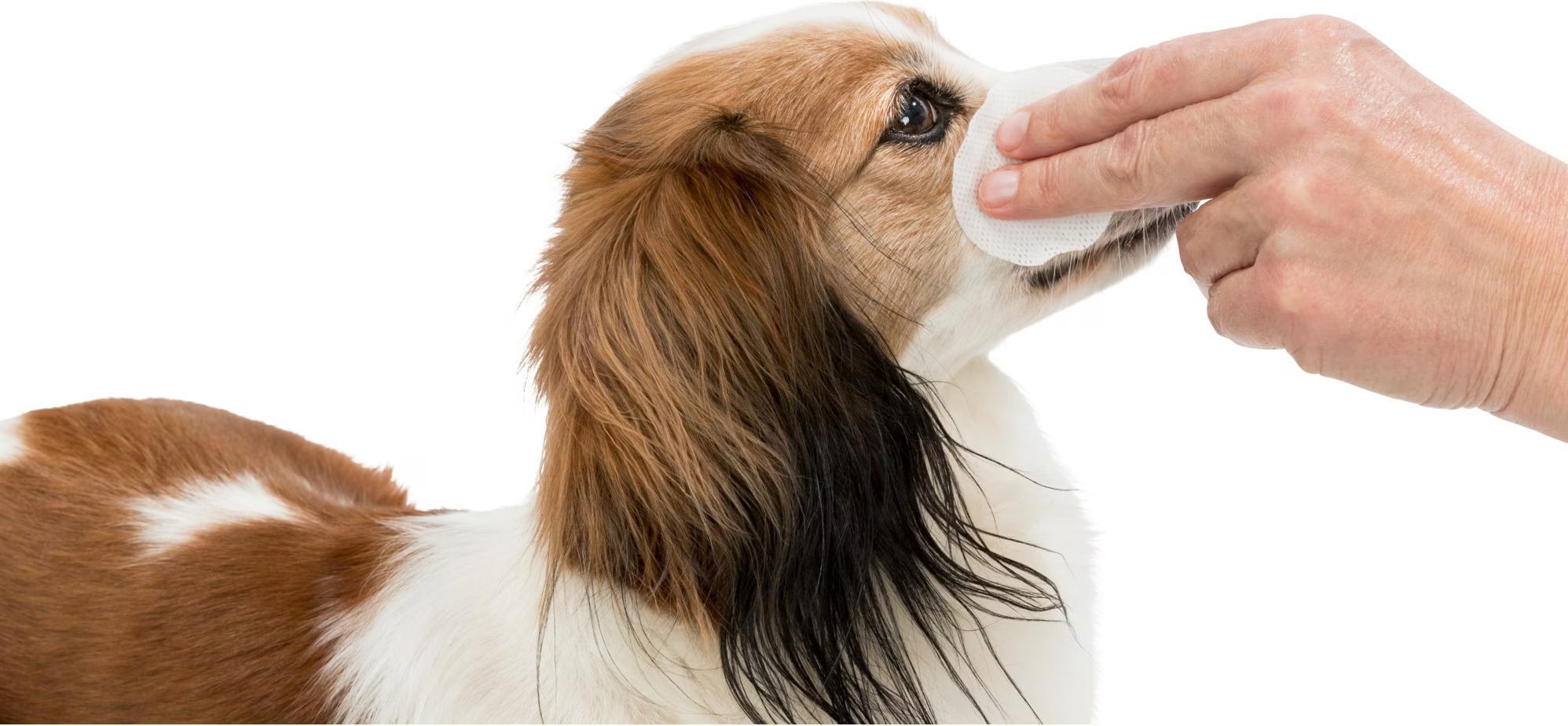 Disques nettoyants pour les yeux des chiens et chats 100 pcs Par 2 unités