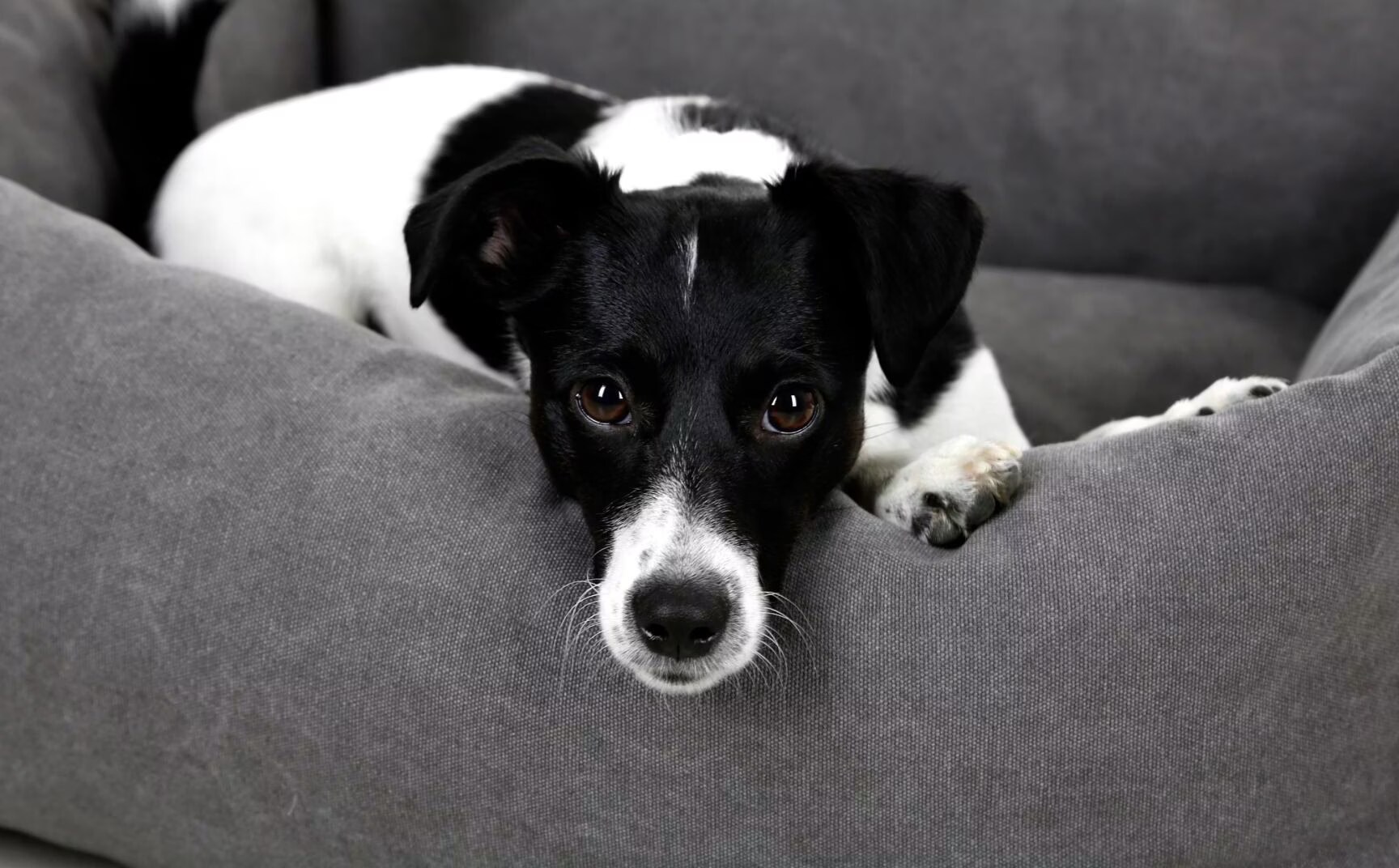 Kerbl Lit pour chiens Lucca 70 x 60 cm Gris 80346