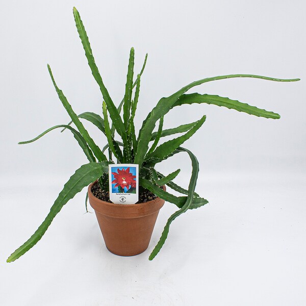 Kakteen Gautschi Epiphyllum rote Blüte (50 cm, Zimmerpflanzen) Galaxus