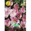 Samen Mauser Crocus sativus Safran, 10 Knollen