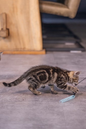 Beeztees Spirale für Kitten Katzenangel Kocka (Spielangel) Galaxus