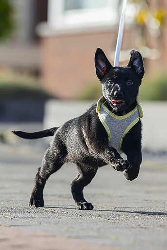 Beeztees Bronda, Collier pour animaux