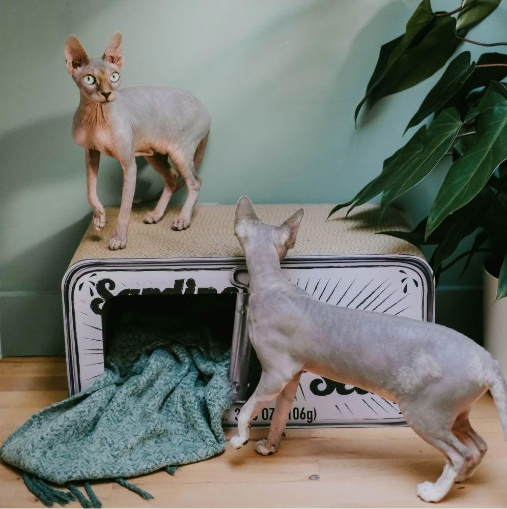 DISTRICT70 Griffoir/grotte pour chats SARDINE Blanc